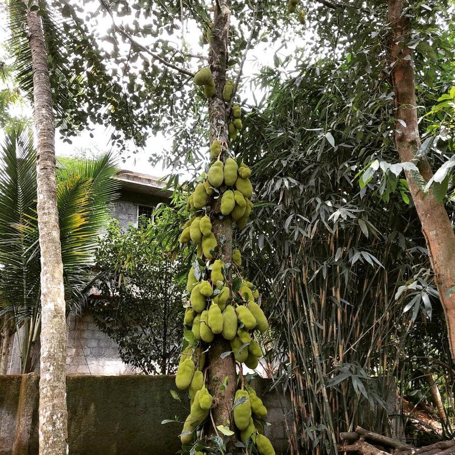 Beyond Eco Living Homestay *