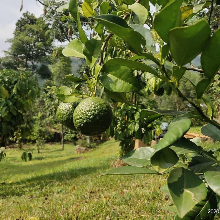 Beyond Eco Living * Munnar